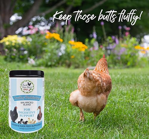 Miniatura 2 de Fresh Eggs Daily Suplemento de alimentación de probióticos para aves de corral, vitaminas para pollos y patos de patio trasero, 1 libra