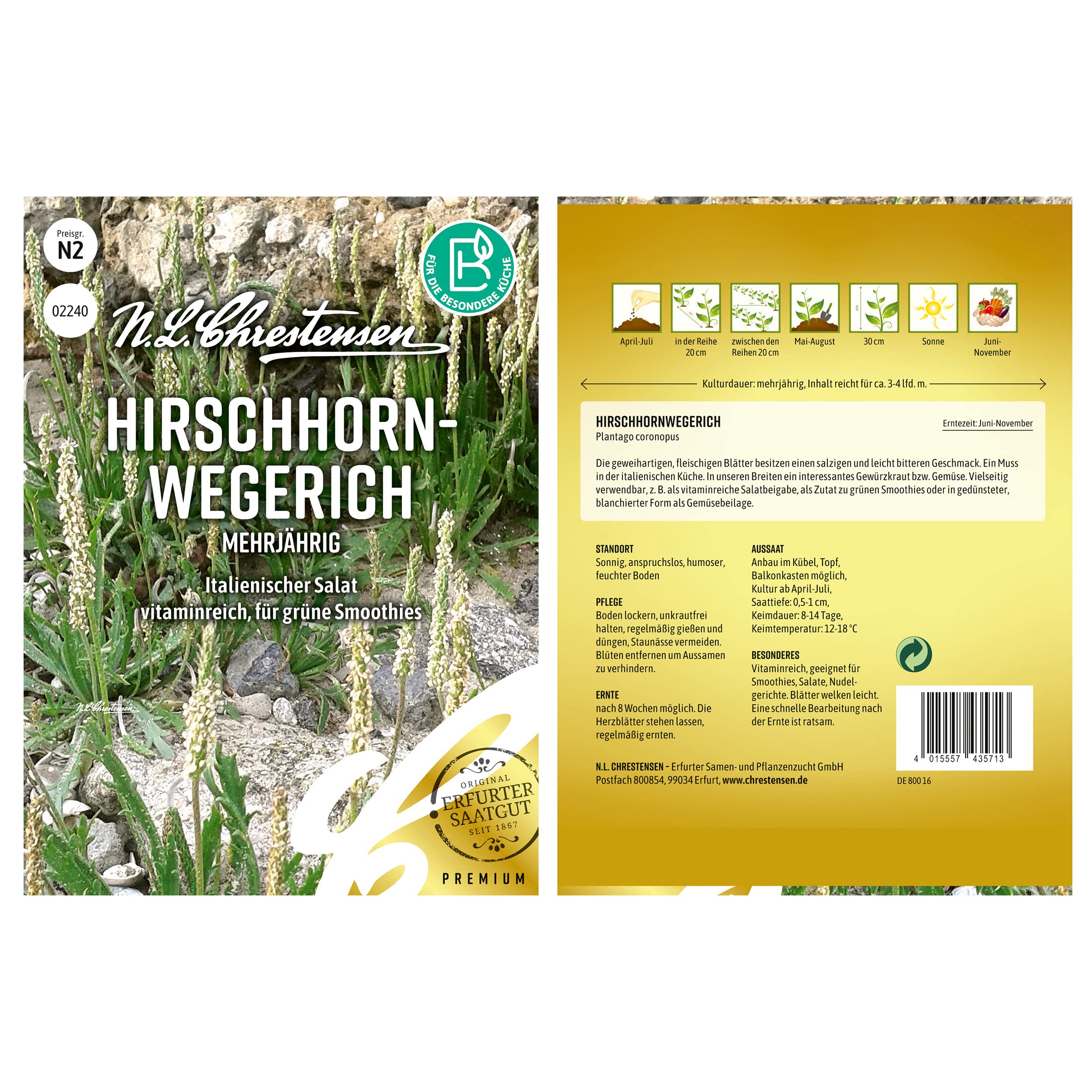 Hirschhornwegerich PLANTAGO CORONOPUS, Portion Saatgut, Gewrzkraut fr die  italienischen Kche : Amazon.de: Garten