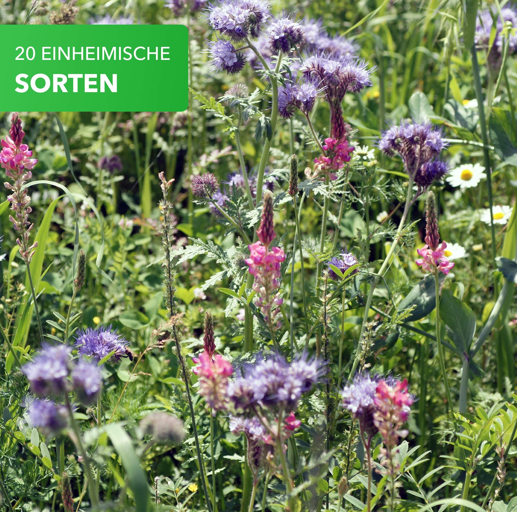 Magic of Nature 5kg Mélange Graines Fleurs - Paradis des Abeilles - Prairie Fleurie Mellifère - Plus de 20 Variétés pour 1500 à 2500 m²