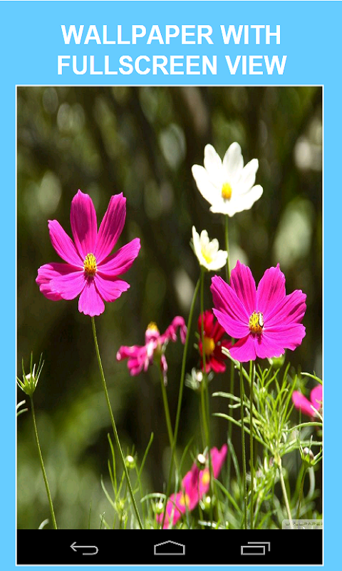 Amazing HD Wallpapers - App on Amazon Appstore
