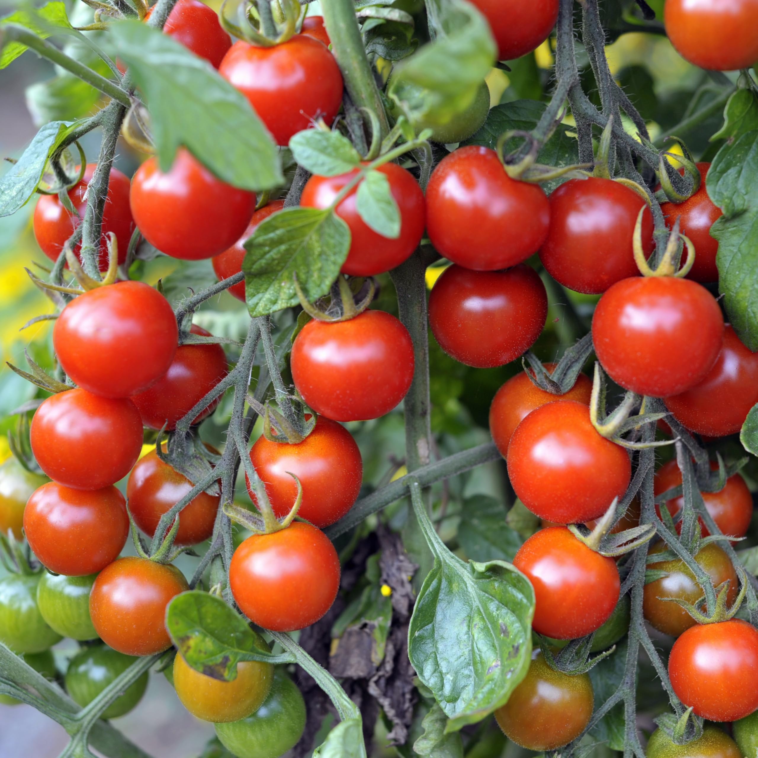 PREMIER SEEDS DIRECT - Tomato Seeds - RIESENTRAUBE (500 Seeds)