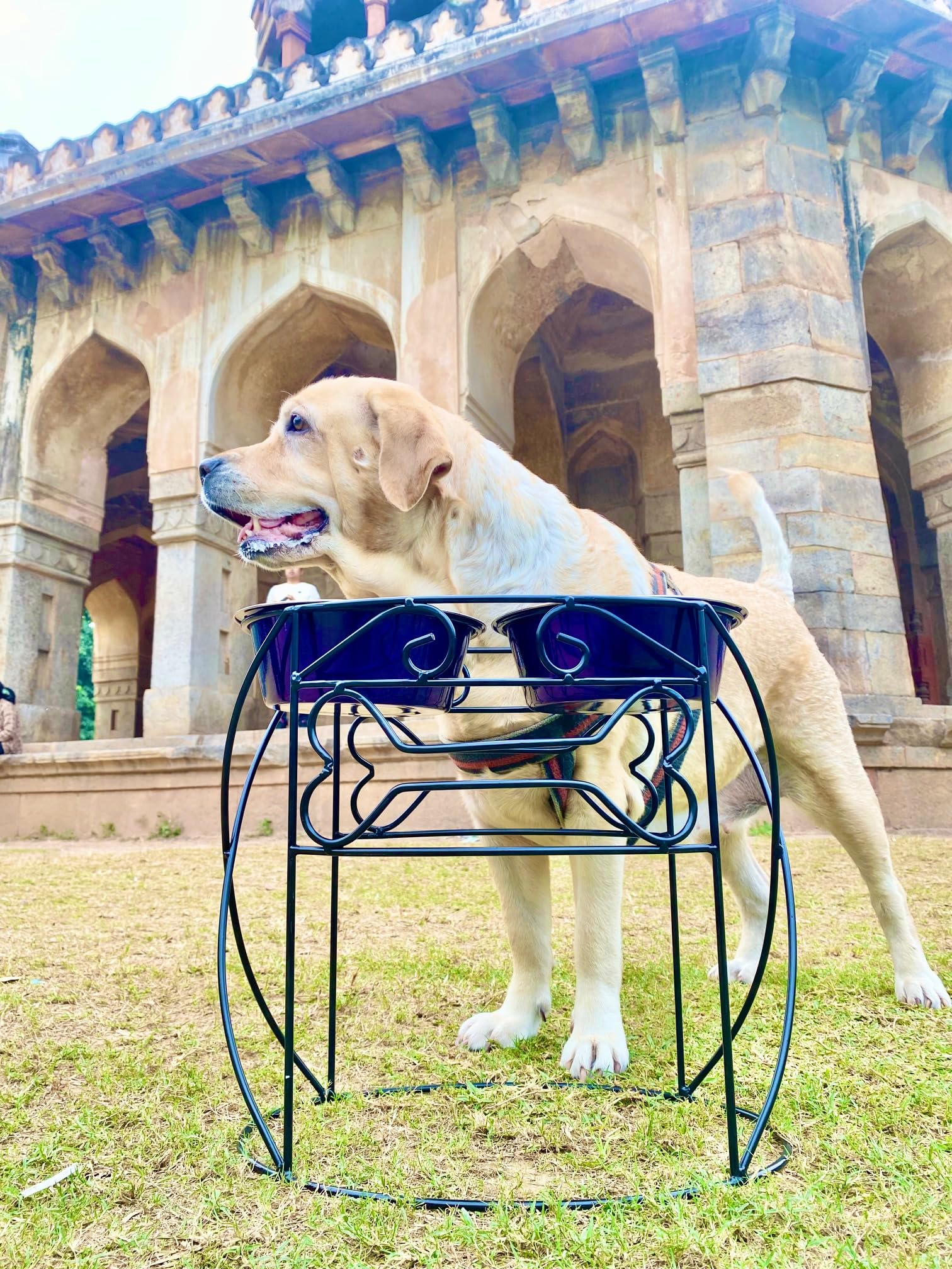 See full amazon price history chart for PAWSPOT Dog Medium To Large Breed Double Bowl For Food & Water|16 Inch Height 1900 Ml Each Bowl|2 Removable Ss Bowls Purple Metallic|Raised Stand Feeder|Heavy Steel Metal, Topple Proof PAWSPOT Dog Medium To Large Breed Double Bowl For Food & Water|16 Inch Height 1900 Ml Each Bowl|2 Removable Ss Bowls Purple Metallic|Raised Stand Feeder|Heavy Steel Metal, Topple Proof (B0D7PR168B) Amazon Price History, Amazon Price Tracker