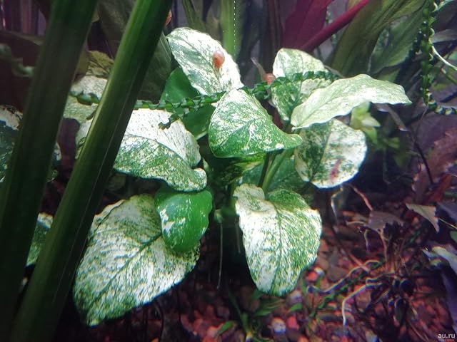 Aquarium Fan Anubias Nana Pinto - TOP RARITY - Vivo Planta de acuario