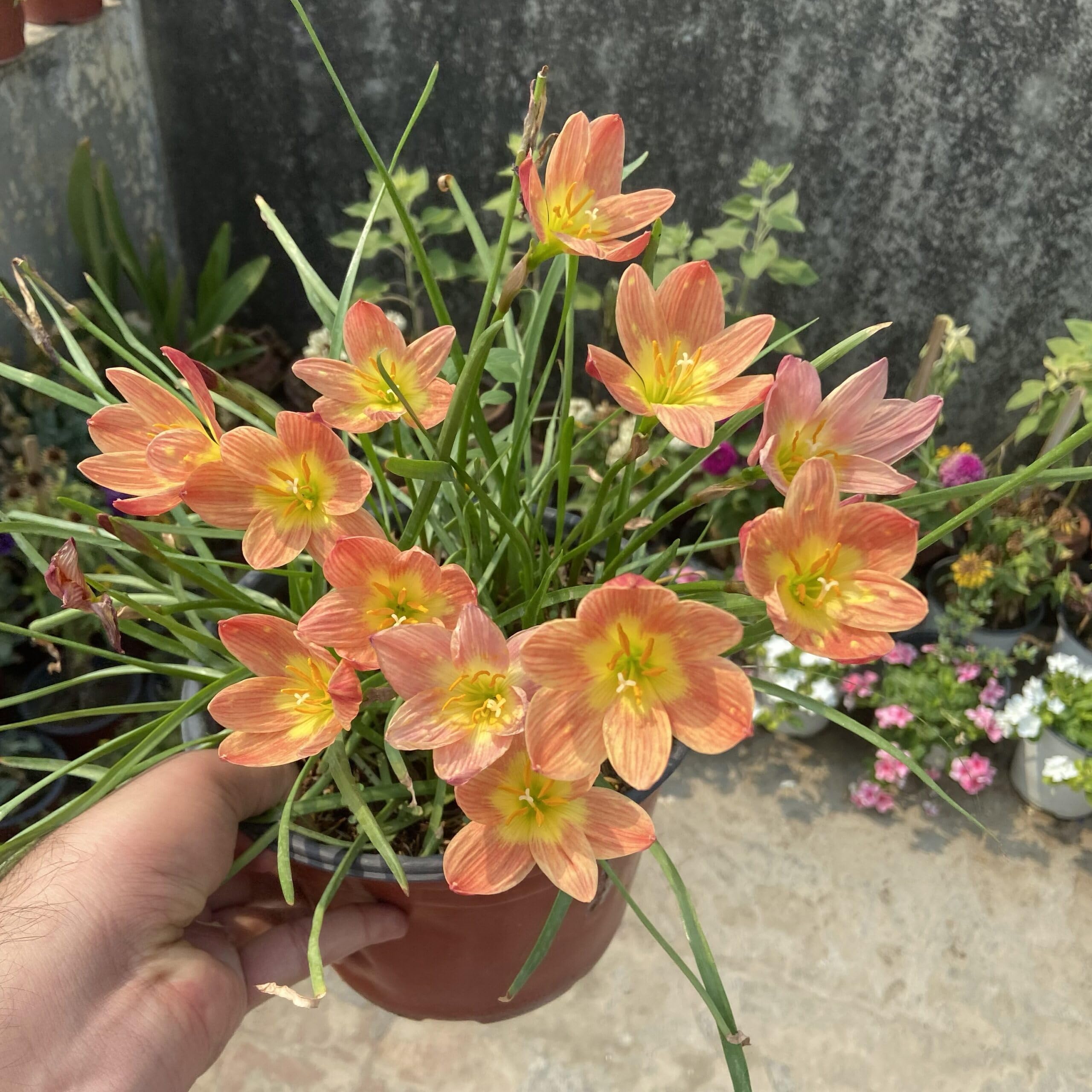 Rain Lily Live Plant, Zephyranthes Orange Fairy Lily, Easy to Grow Zephyr Lily, 15 cm to 45 cm Height, Pack of 1-image-12
