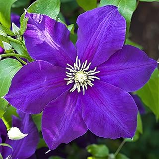 Clematis Jackmanii - Live Plant in a 4 Inch Growers Pot - Clematis 'Jackmanii' - Starter Plants Ready for The Garden - Beautiful Violet Purple Flowering Vine