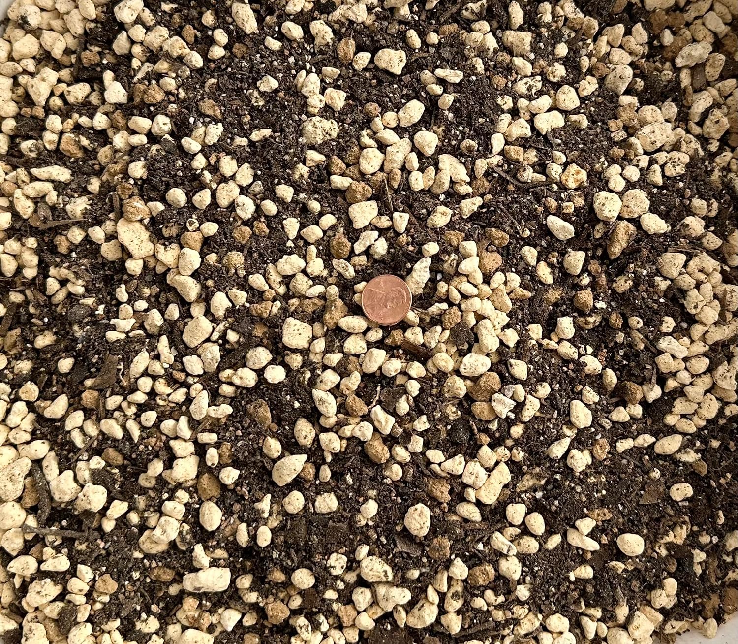 Amazon.com : Generic 2.5 Quarts Premium Mixed Acid Loving Plants ...