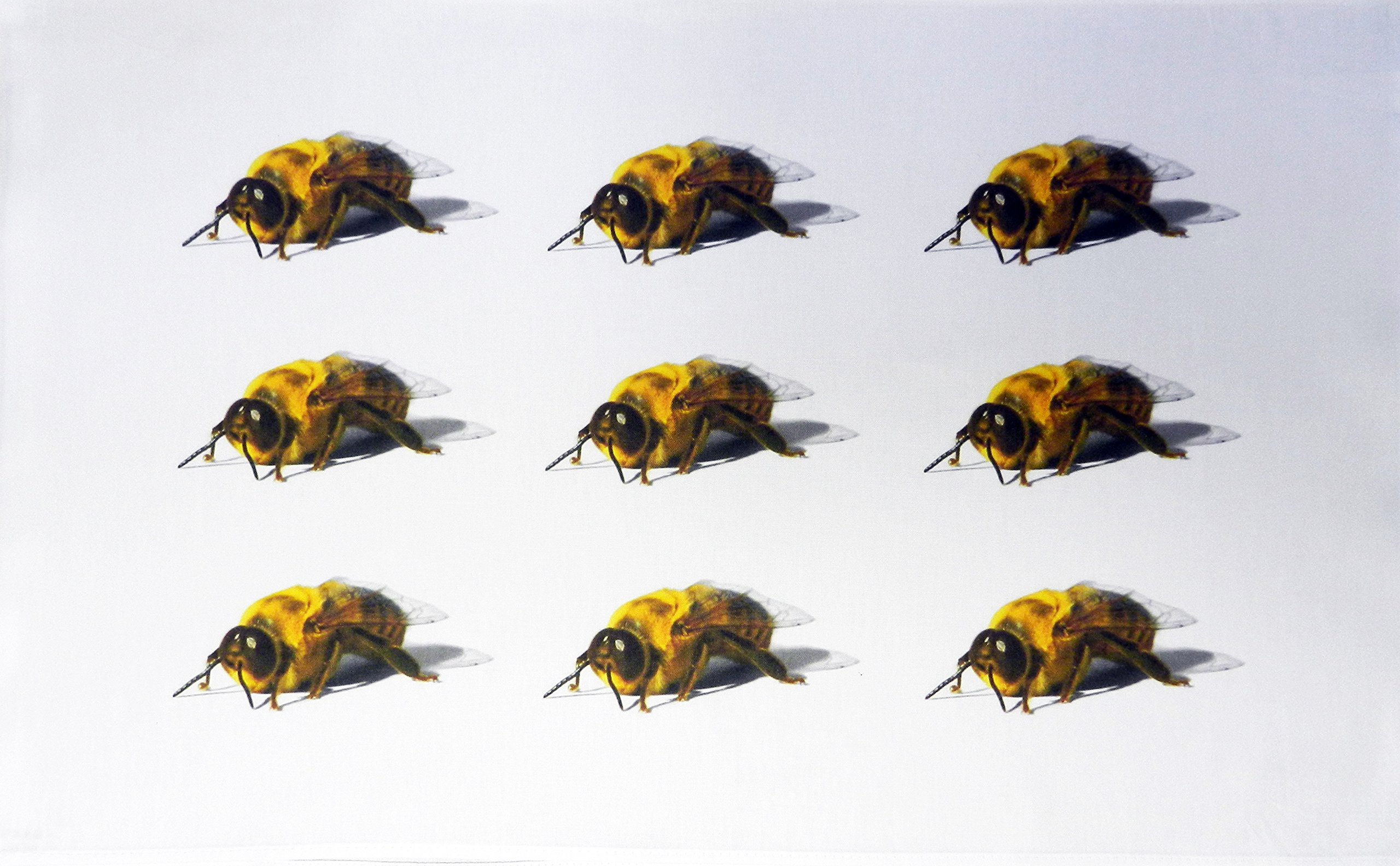 Half a Donkey Honey Bee Large Cotton Tea Towel