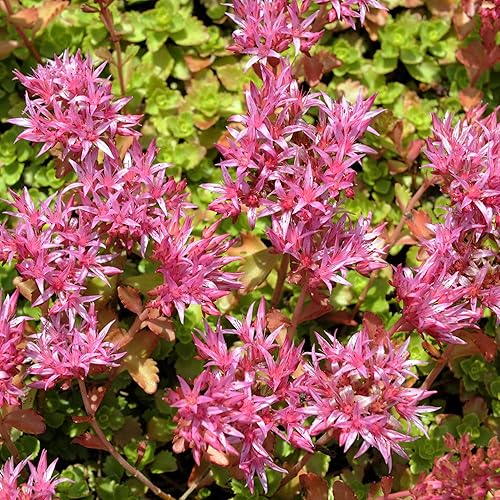 Miniatura 7 de Outsidepride Purple Carpet Sedum Seeds - 2000 semillas perennes de cobertura del suelo para plantar, plantas suculentas resistentes al frío y
