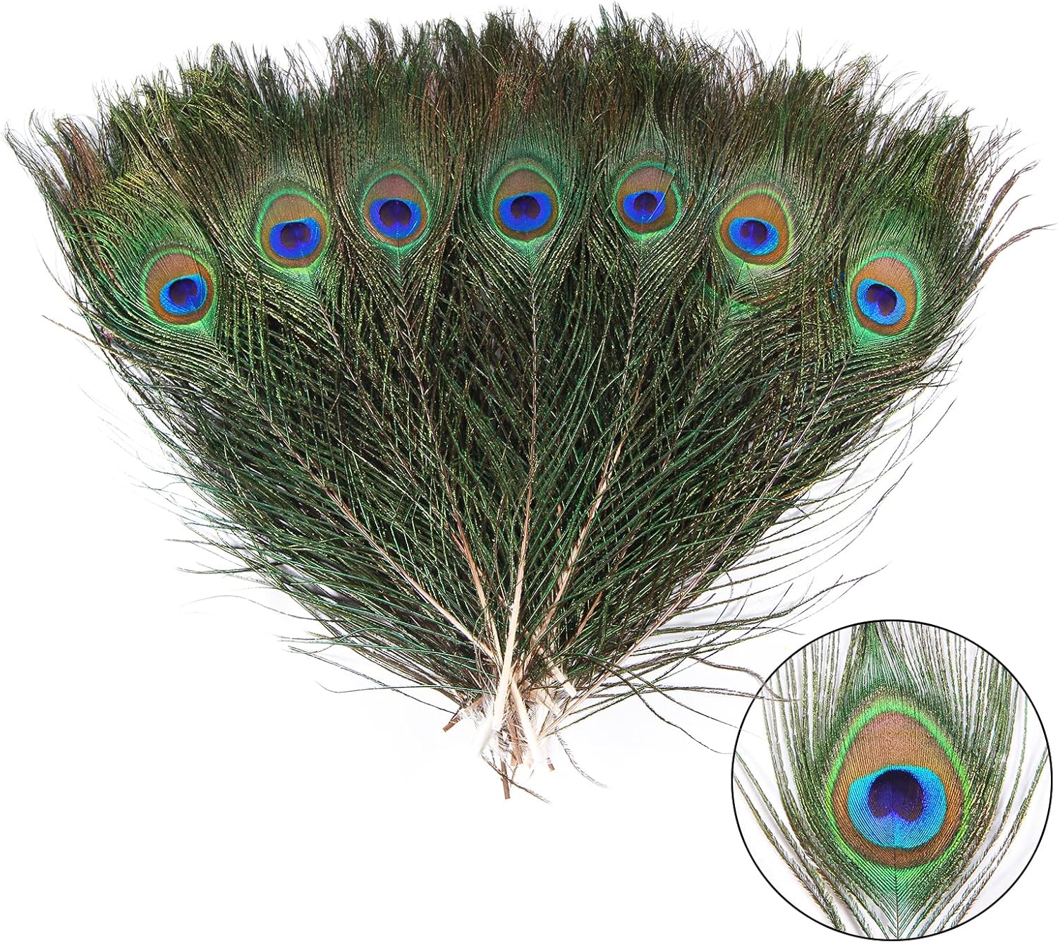 THARAHT 12pcs Peacock Feather Natural in Bulk 10-12 inch 25-30cm Small EyeFor Craft Vase Wedding Home Party Christmas Day Decoration Peacock Feathers 10-12Inch-Small Eyes-12PCS