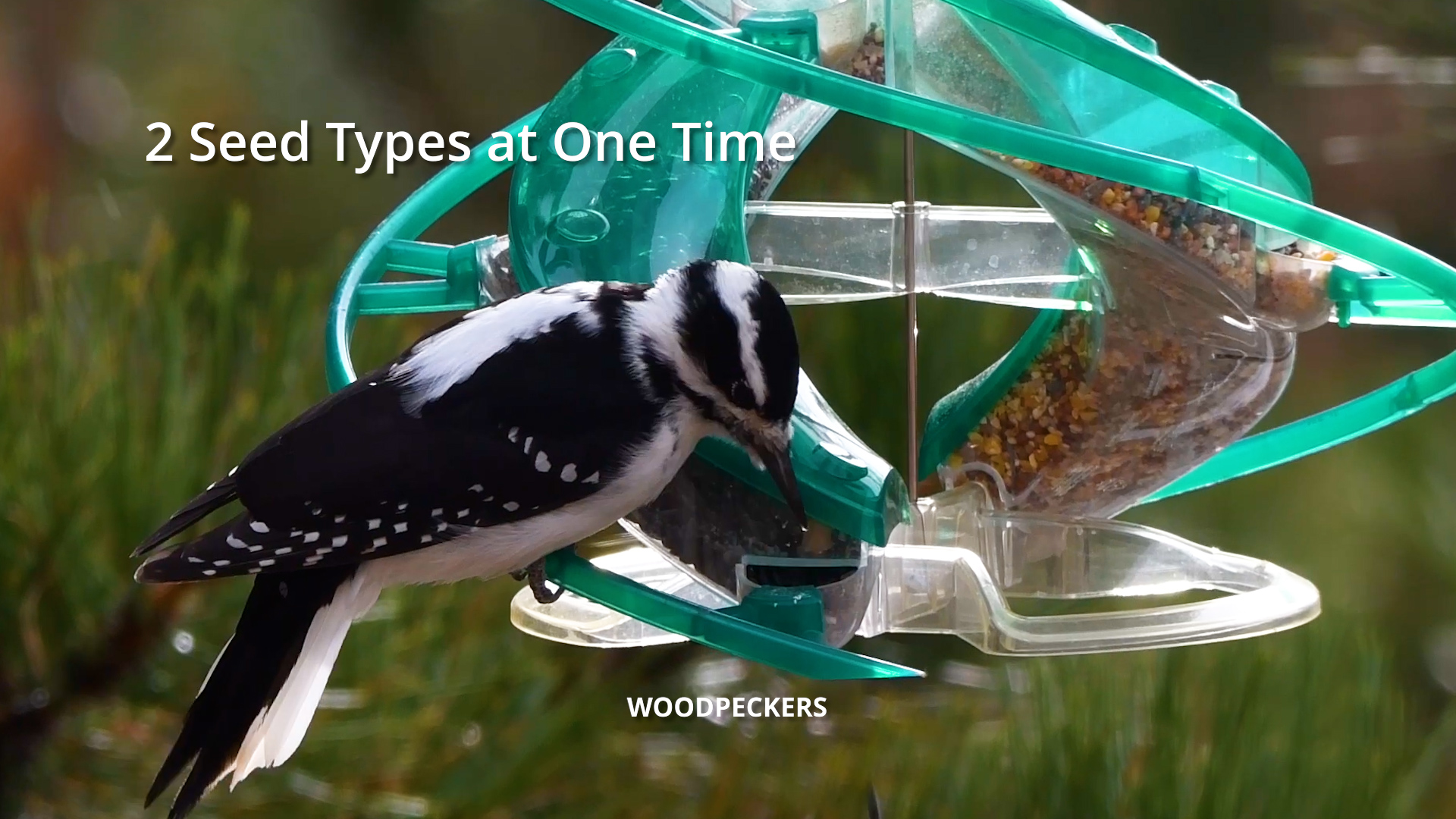 Amazon.com: Cascade® DNA™ Songbird Seed Feeder, Allows 2 Types of