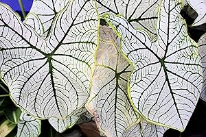 White Candidum Caladiums - Perennial Elephant Ears