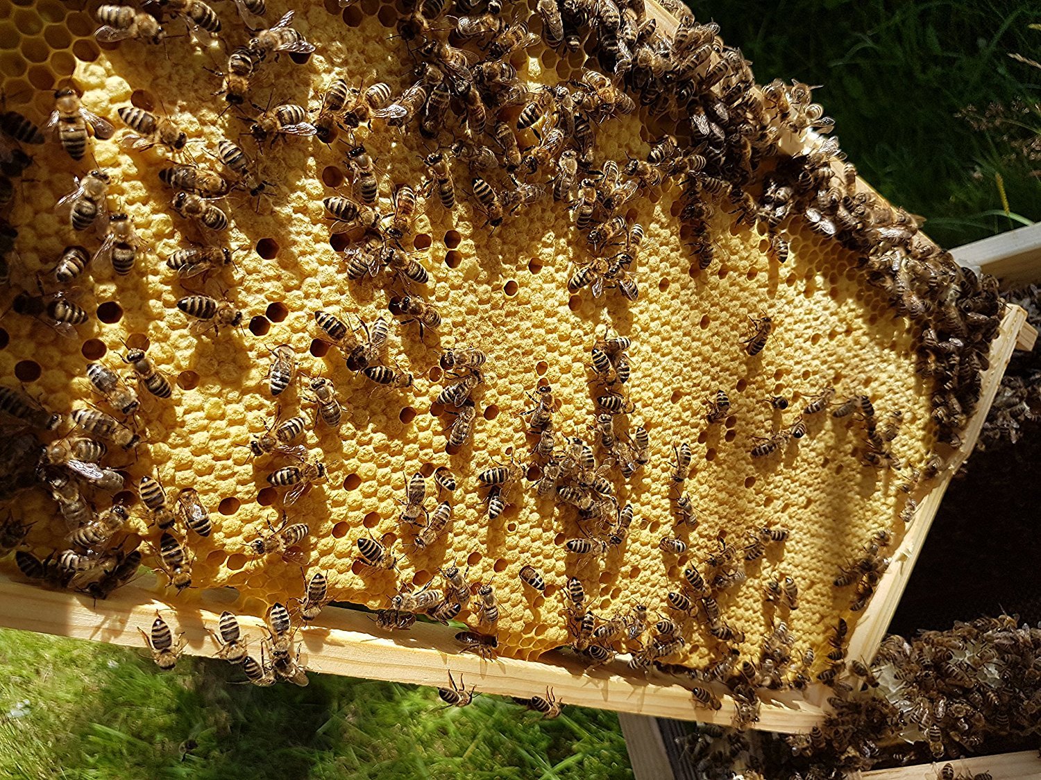 136x DADANT Rähmchen US Honig 141 mit GERADEN Seiten 482 x 141 mm modifiziert