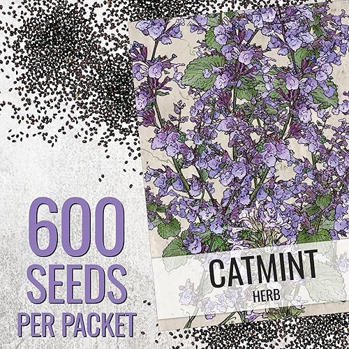 Miniatura 3 de Seed Needs Semillas de menta para plantar un jardín de hierbas para interiores y exteriores, reliquia sin OMG y plantas herbales no tratadas, ideal