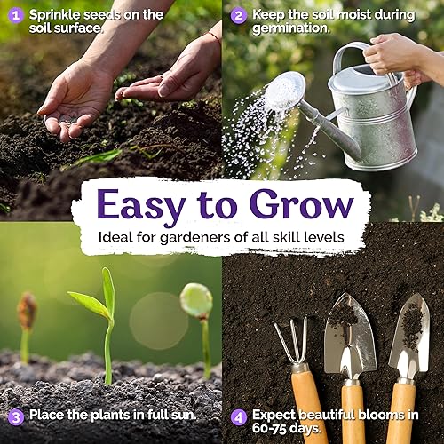 Miniatura 3 de KVITER 6.000 semillas de plantas de hielo (Dorotheanthus Bellidiformis) - Semillas de flores de margarita Livingstone, semillas anuales de reliquia