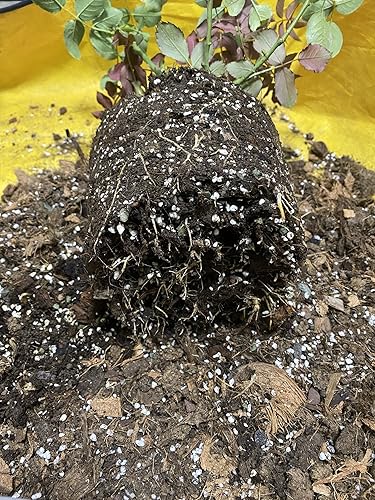 Miniatura 9 de Enmienda de suelo hortícola de perlita orgánica 50QT para plantas y drenaje mejorado para crecimiento mejorado (0.197-0.315 in)