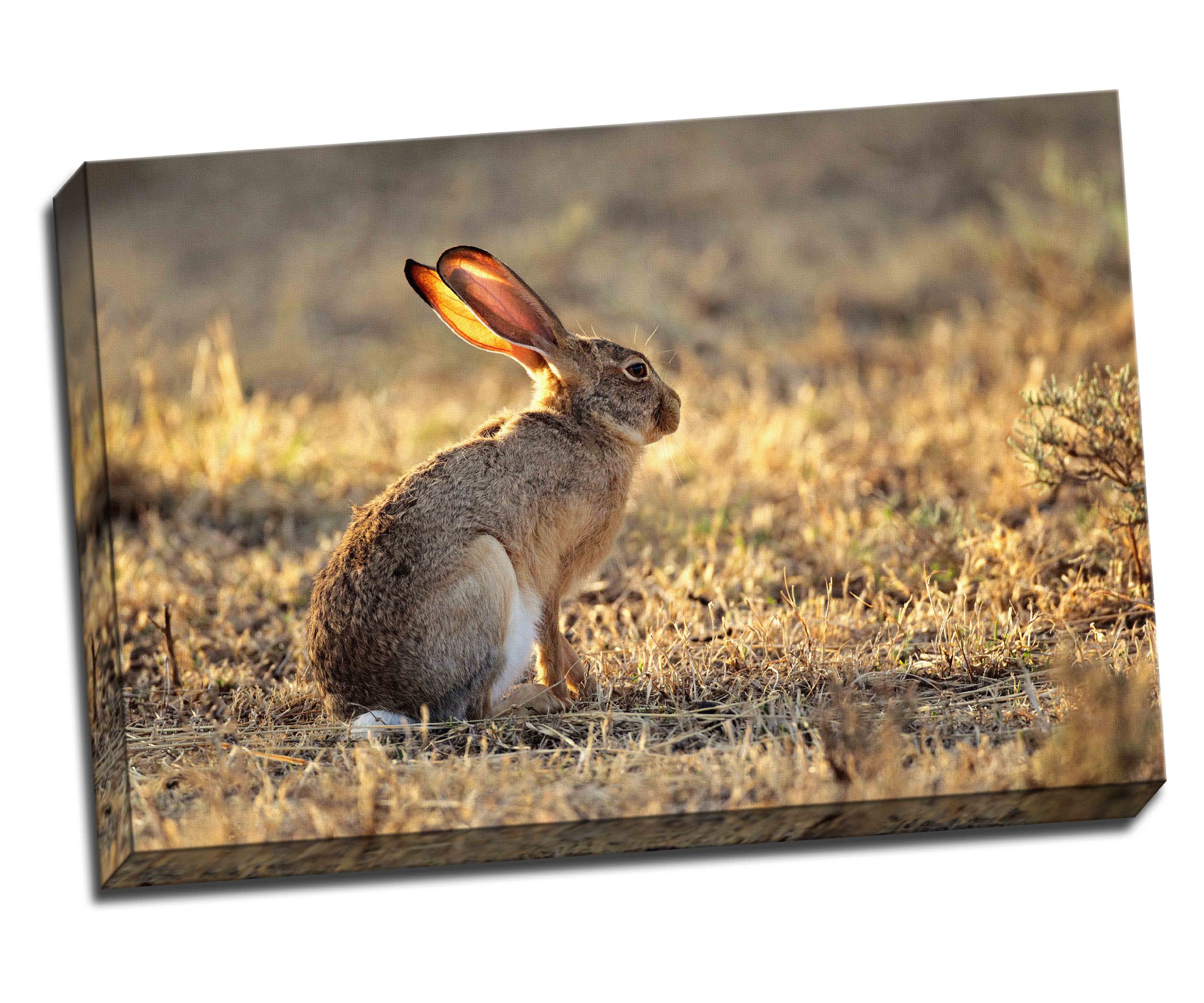 Panther Print Wild Hare Rabbit Canvas Art Print Poster 30"X 20" Inches