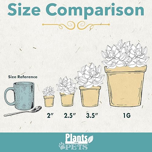 Miniatura 6 de Pink Desert Rose Plant Live Suculent, maceta de cultivo de 1 galón, planta de rosa del desierto de Adenium, plantas de interior vivas para