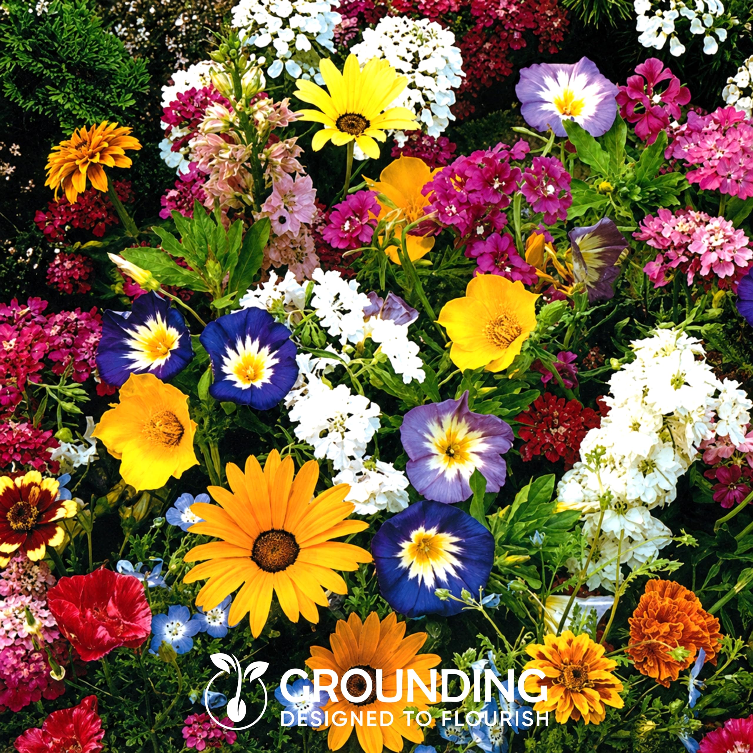 Grounding Maxi - Wildflower Mix Seeds Multicolor, 10000+ seeds - Rustic meadow effect, attracts pollinators (bees & butterflies) - European Quality