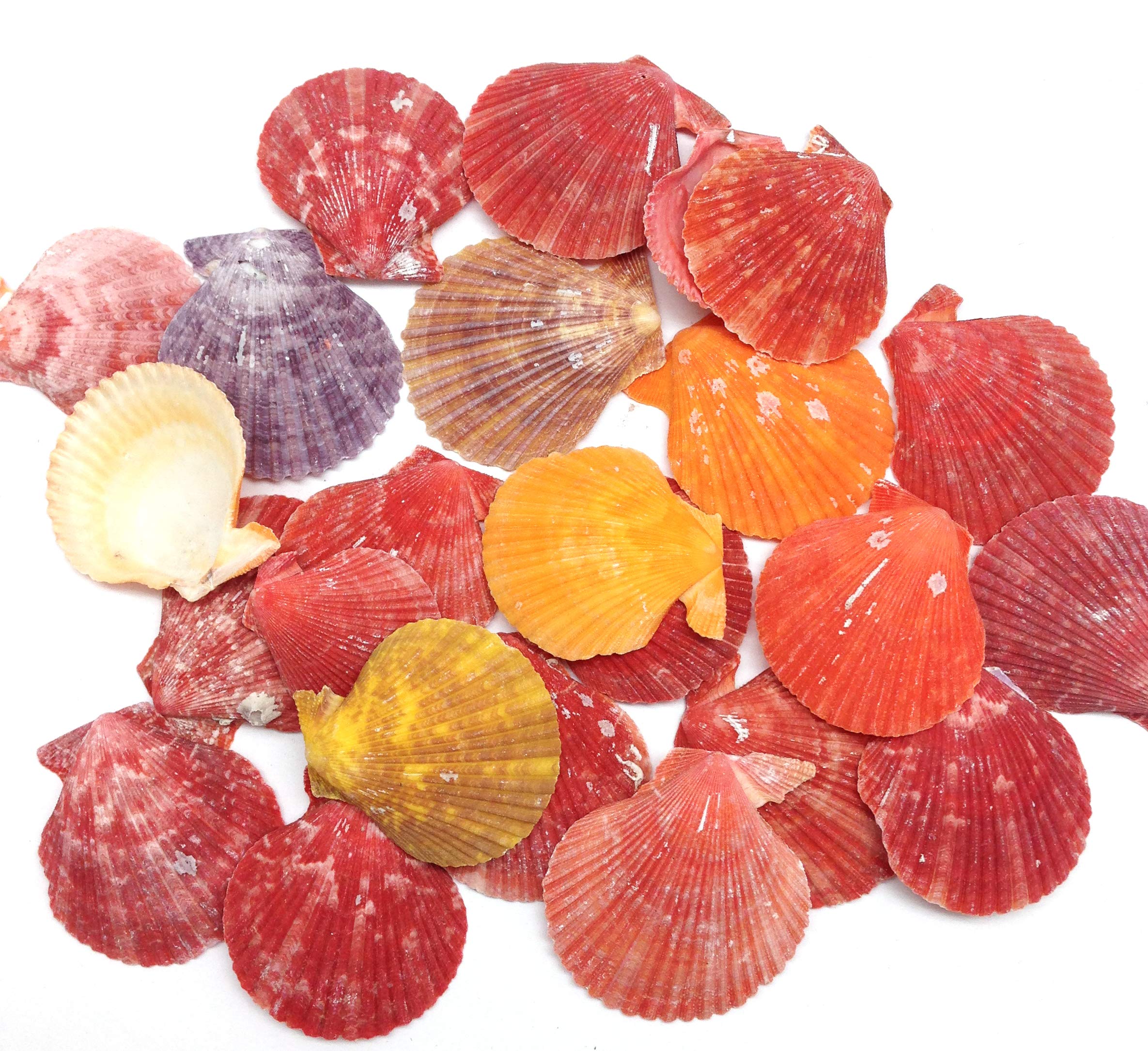 PEPPERLONELY 50 PC Pecten Colorful Scallop Sea Shells, 1-1/2 Inch ~ 2 Inch
