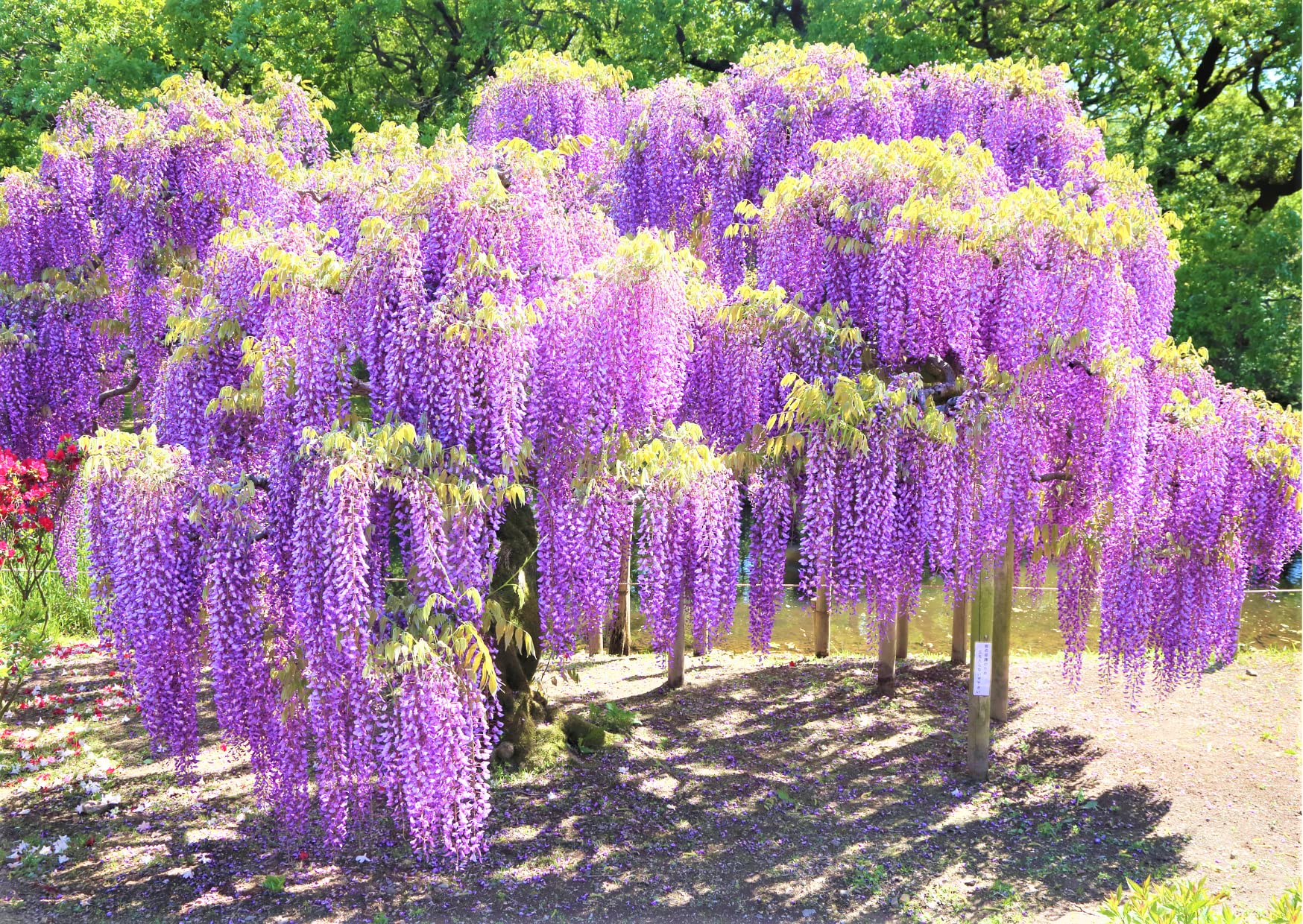 wisteria Near 11/16配達予定 Amazon.com: Blue Wisteria Live Plants