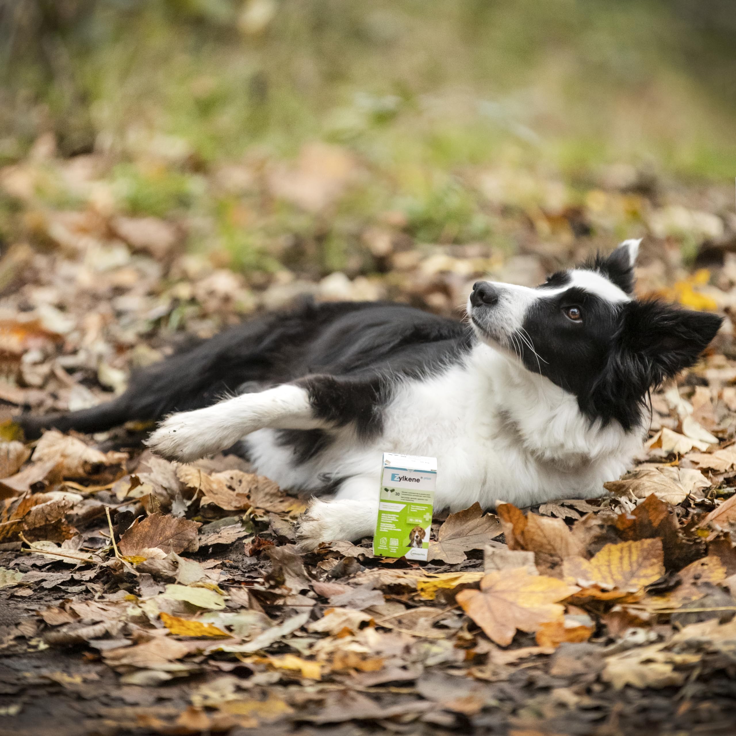 Zylkene Plus Mangime Complementare | Cani da 10 kg a 30 kg | Rilassante per situazioni di disagio ricorrente |, 30 capsule da 225 mg