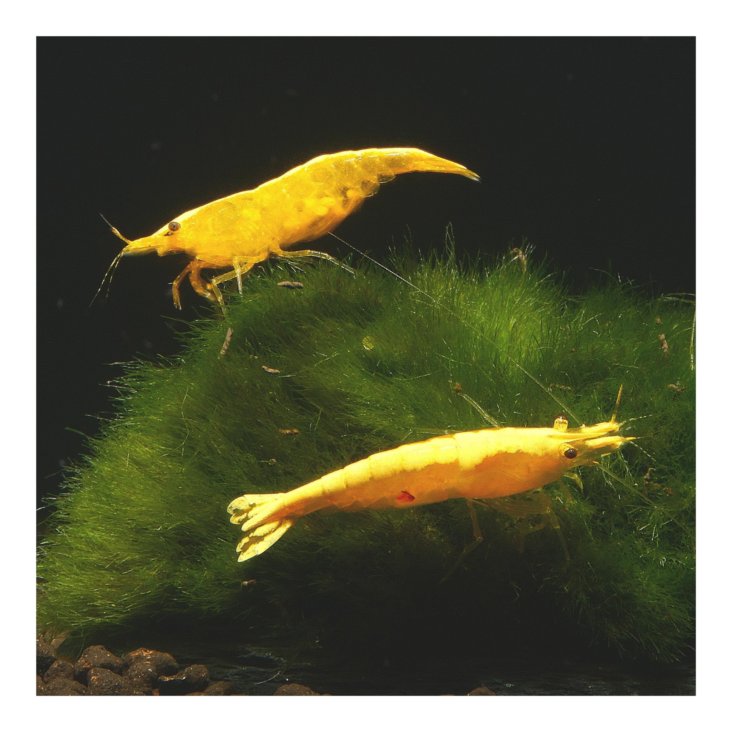 10 x Yellow Golden Top Zwerggarnele, Neocaridina davidi, Yellow Neon Rückenstrich Garnele, für Einsteiger, leicht zu pflegen und zu züchten