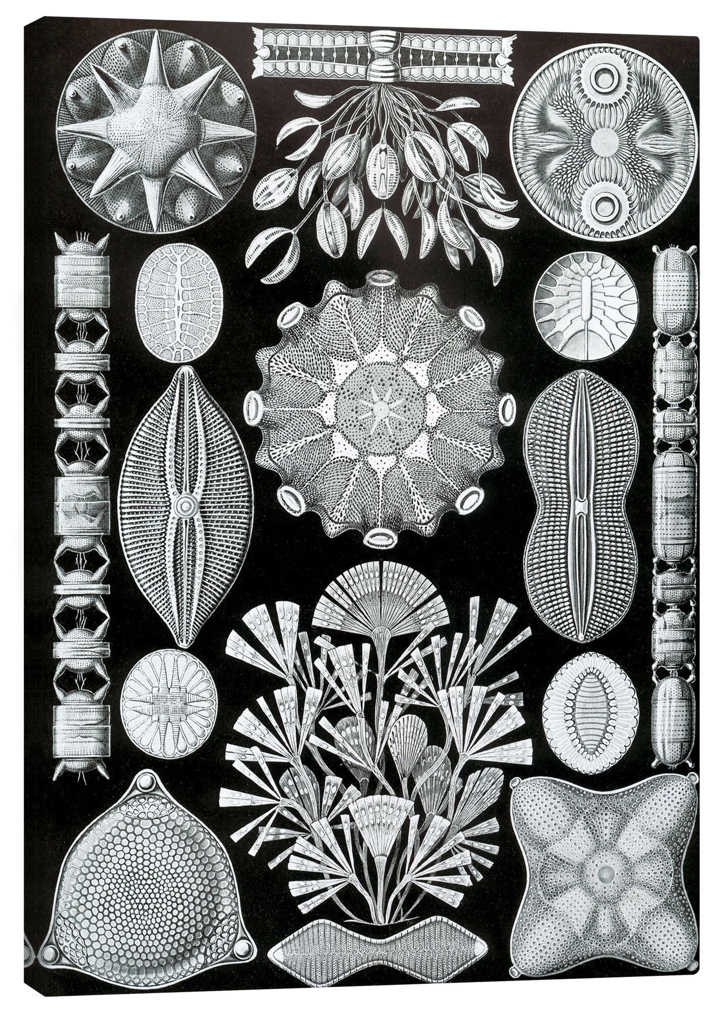 Okrzemki, Diatomea (Kunstformen der Natur, 1899) Obraz na płótnie
