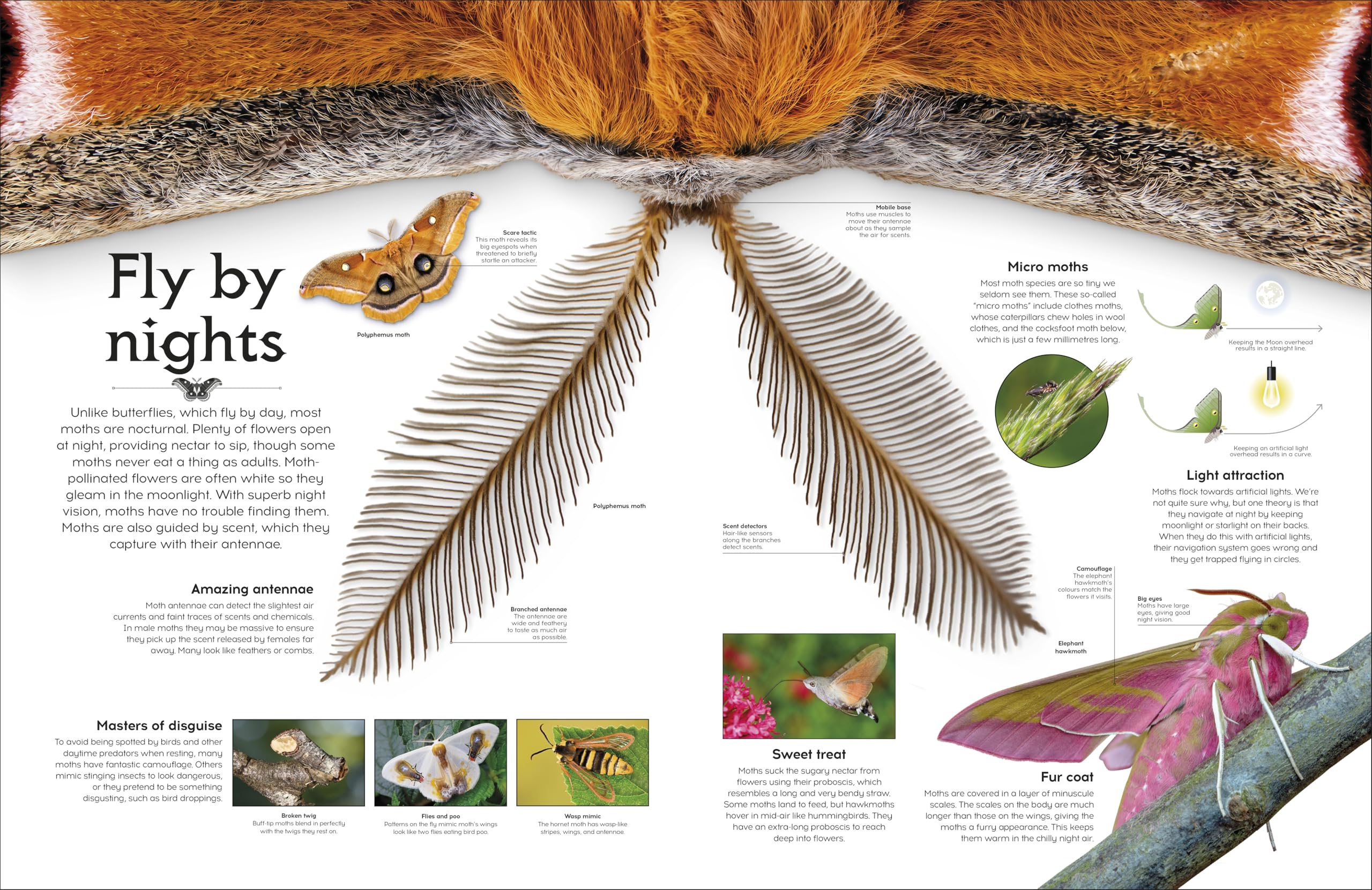 Shapes of Nature: A Big, Beautiful Book of the Natural World for Kids