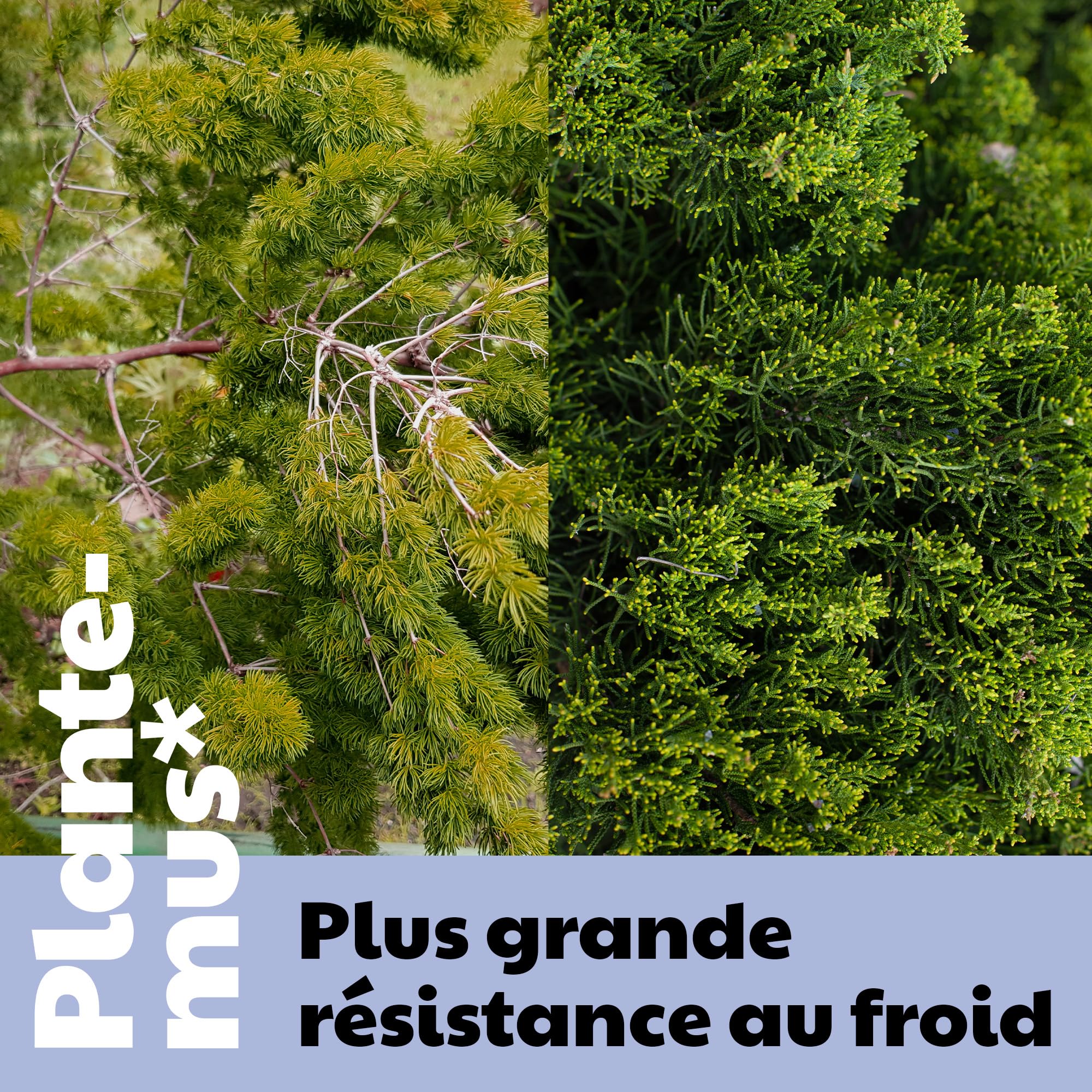 PLANTEMUS Engrais pour Arbres, Arbustes, Haies et Plantes d'Extérieur, Nutrition Complète pour la Végétation Extérieure, Granulé, 5,5 KG