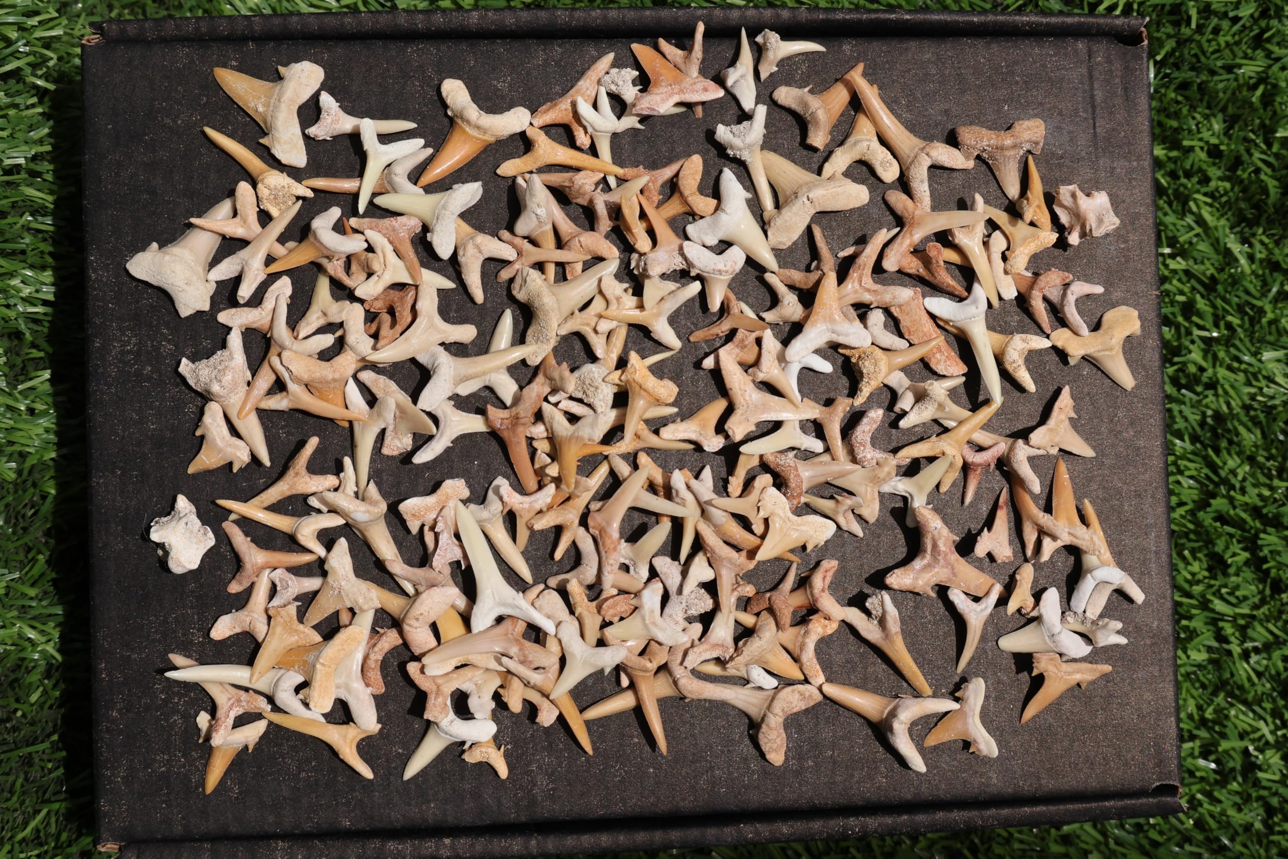 Great Collection of Shark Teeth Fossil Shark Teeth Fossils for Kids Fossils from Morocco A250