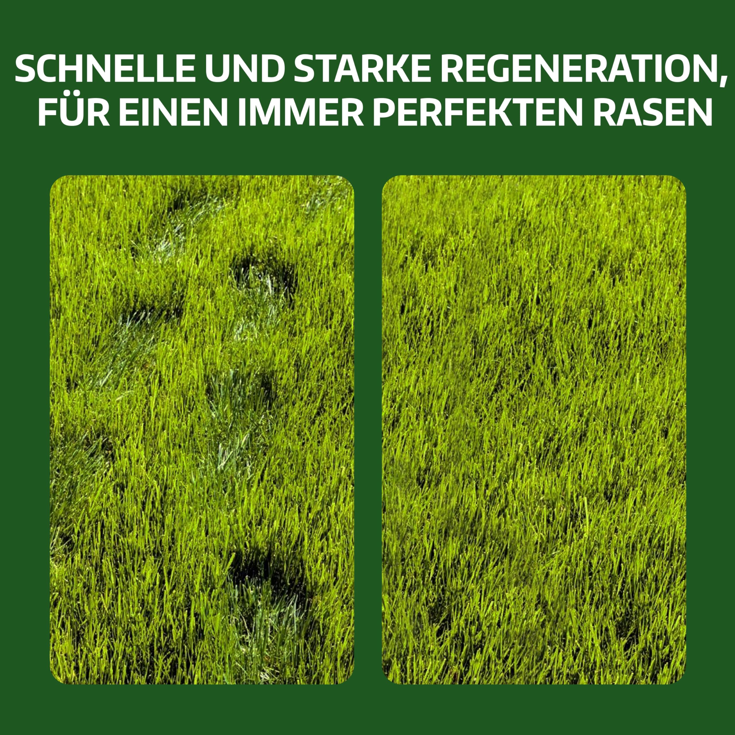 LERAVA Rasensamen Bermudagras (1 kg) - Für 100 m² - Extrem trittfest und trockenheitsresistent - Schnellwachsender Rasen für mediterrane und küstennahe Flächen - Spart bis zu 20% Wassera