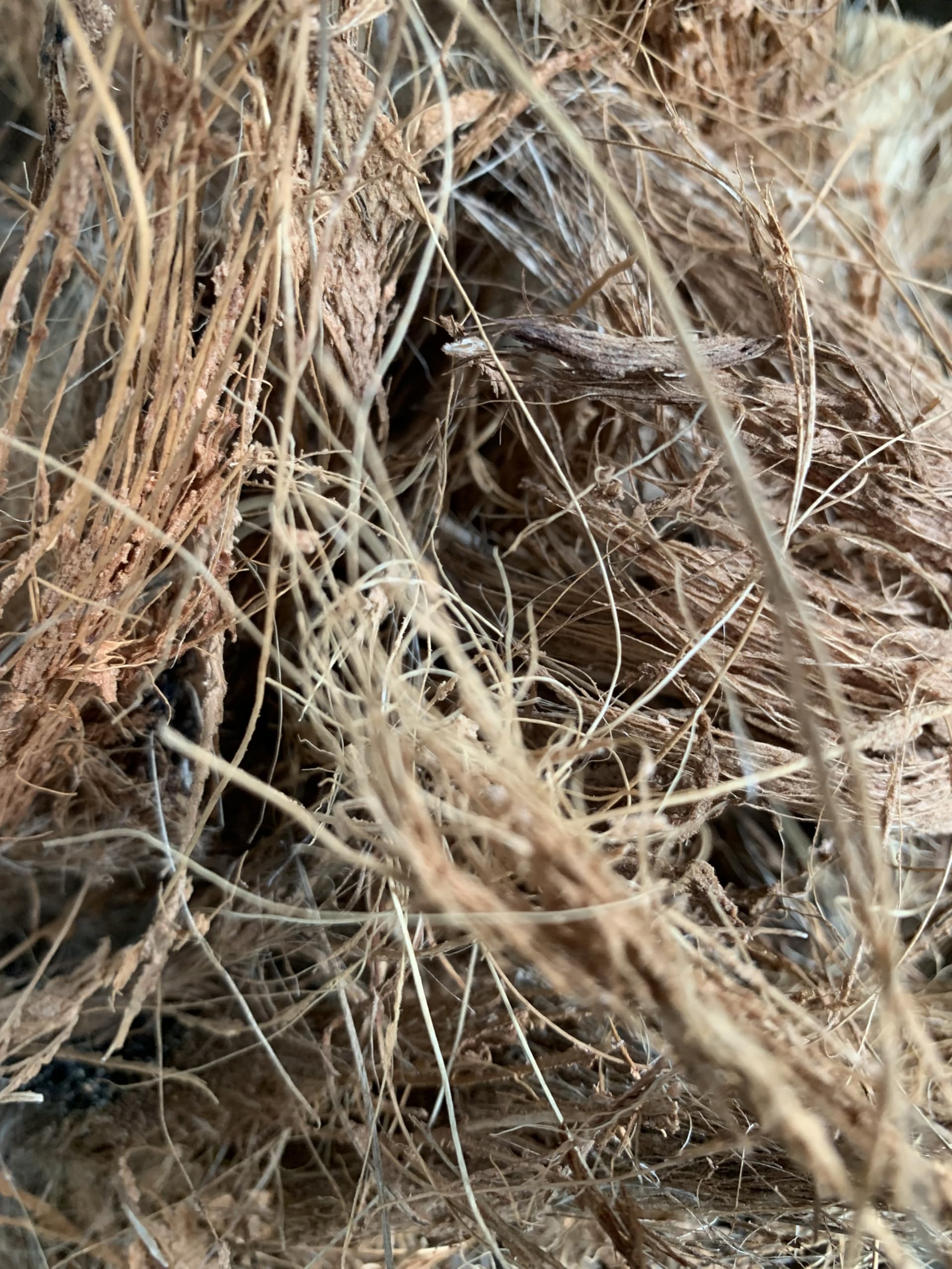 Natural Coconut Husk Fibres, Raw Coir Material, Brown, 100g, Natural Brown - Image 2