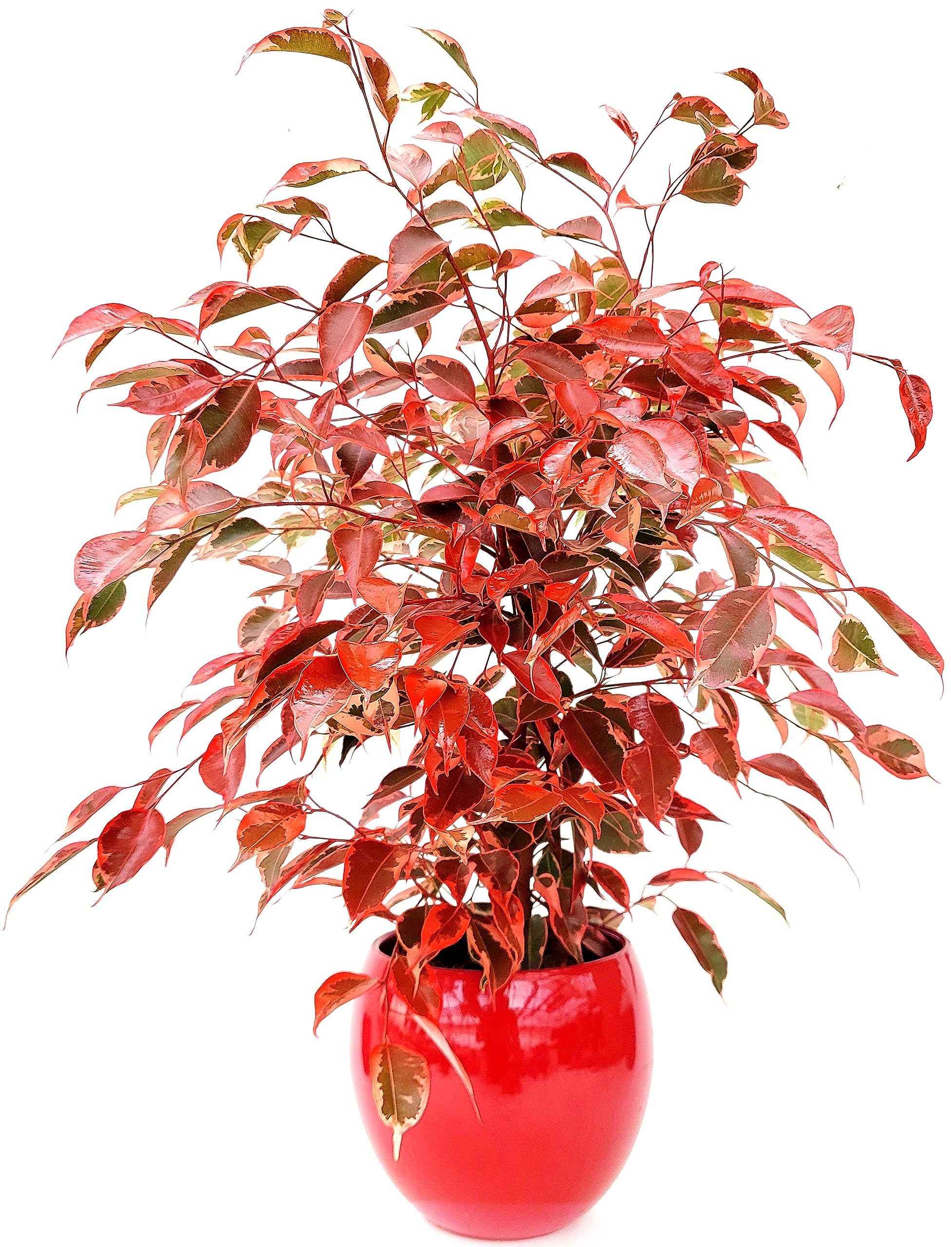 POWERS TO FLOWERS - FICUS BENJAMIN COLOR LIFE ROSSO, IN VASO CERAMICA ROSSO SFERICO, pianta vera!!!
