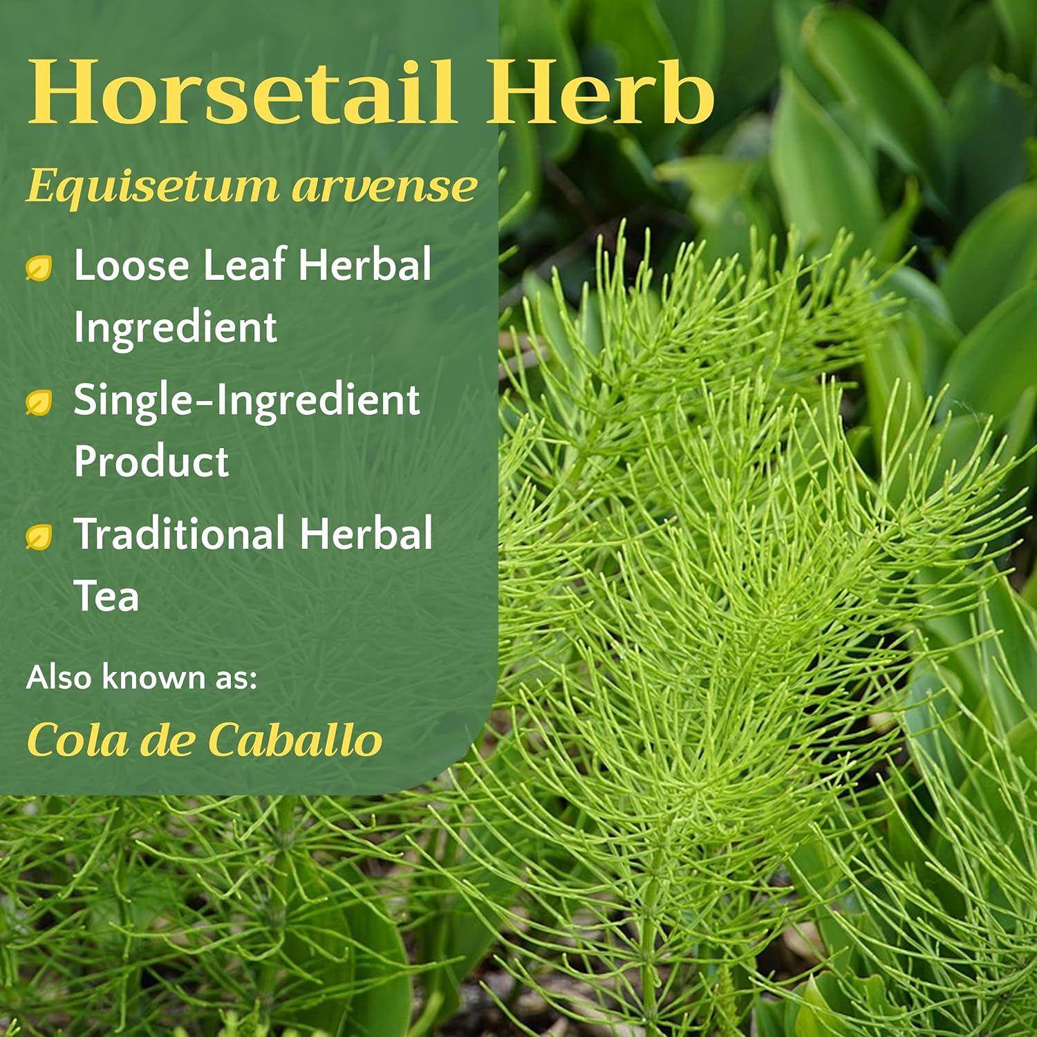 Horsetail Tea - Cut & Sifted Horse Tail Grass Herb - Cola de Caballo Hierba - Dried Equisetum Artvense Plant - Loose Leaf Herbs, Bulk 1 pound Bag