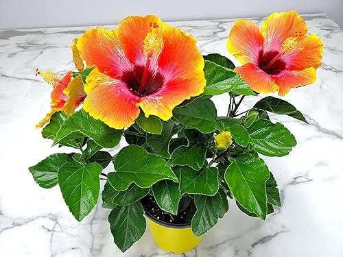 Miniatura 4 de Fiesta Hibiscus Bush - Planta con flores de hibisco vivo, planta de flores tropicales, maceta de 1 galón, altura total de 10 a 14 pulgadas, Tropical