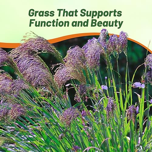 Miniatura 7 de Outsidepride - 2000semillas de la hierba ornamental anual Panicum Violaceum (mijo morado Panic Grass) para sembrar.