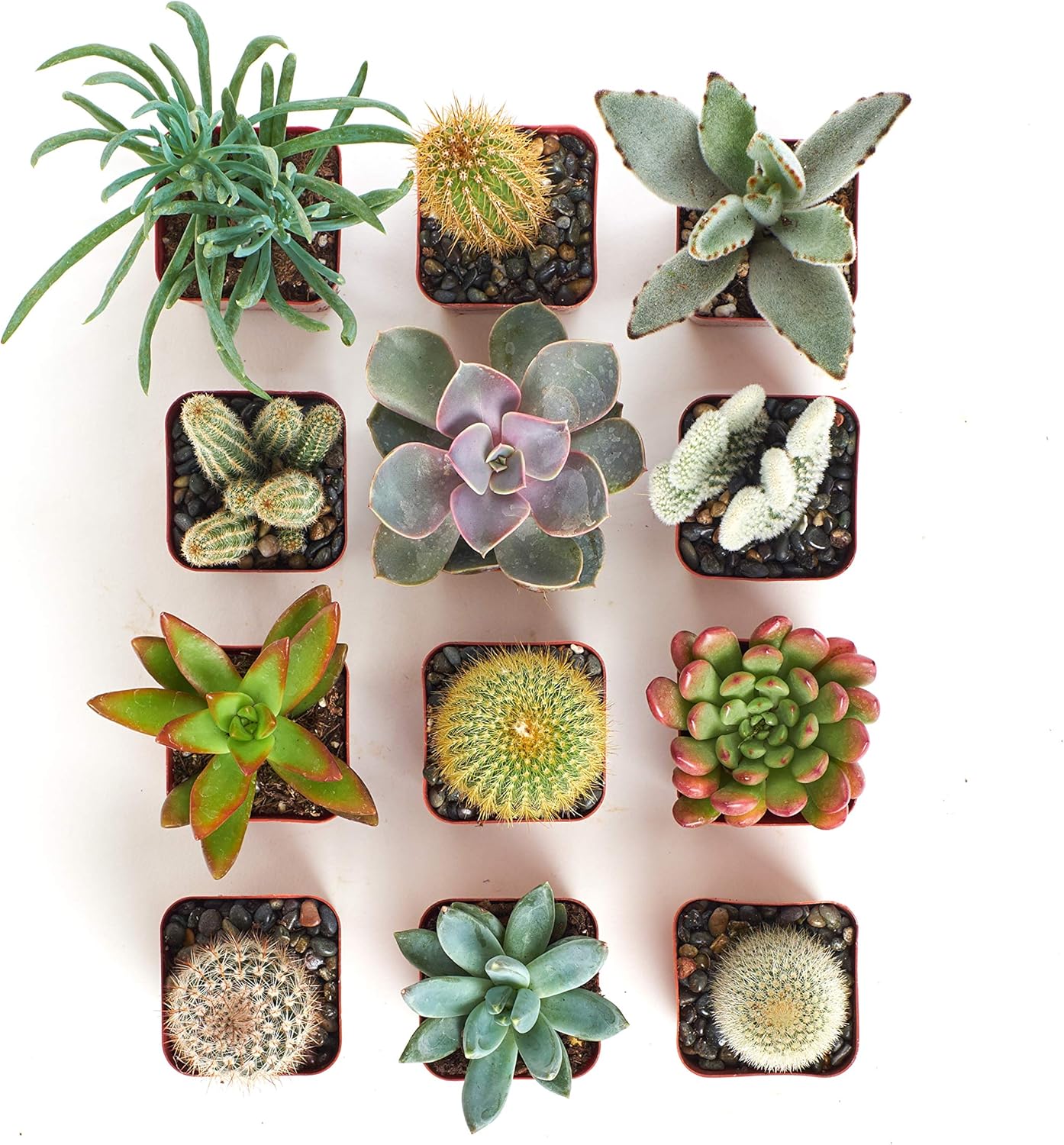 Shop Succulents | Can't Touch This Collection | Assortment of Hand Selected, Fully Rooted Live Indoor Succulent and Cacti Plants, 12-Pack : Everything Else