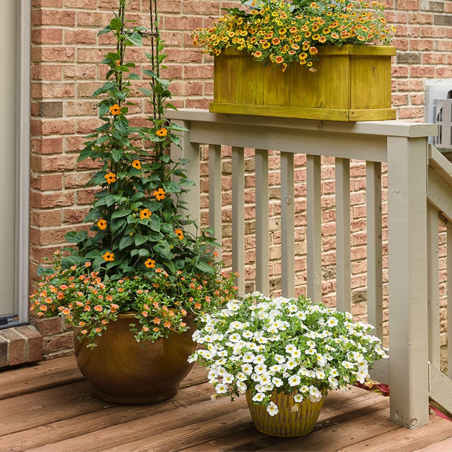 Proven Winners Superbells Over Easy Calibrachoa Live Plant, Eco+ Grande, 4 Pack