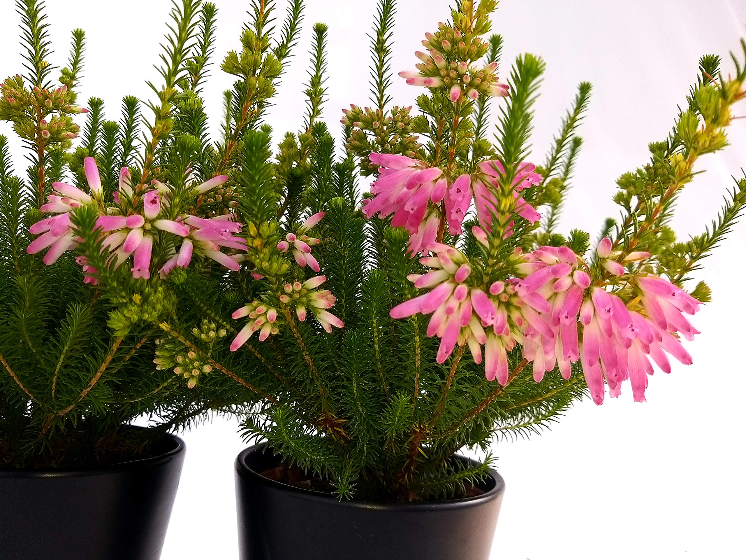 POWERS TO FLOWERS - ERICA CALLUNA, ERICA ROSSA, VASO 9,5 CM