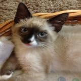 vehiculos de ocasion tenerife Some Utilities Sistela