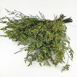 Birtlynn Preserved Caspia Statice Flower Bouquets, 100% Natural Long Lasting Flowers, 17 Inch Arrangements for Vase, Home Decoration Photo Props Parties and Weddings, DIY Décor-Statice Green