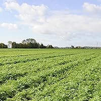 Vista 13 de Knorr Mezcla de salsa para deliciosas comidas fáciles y guarniciones, salsa marrón clásica sin sabores artificiales, sin MSG añadido 1.2 oz