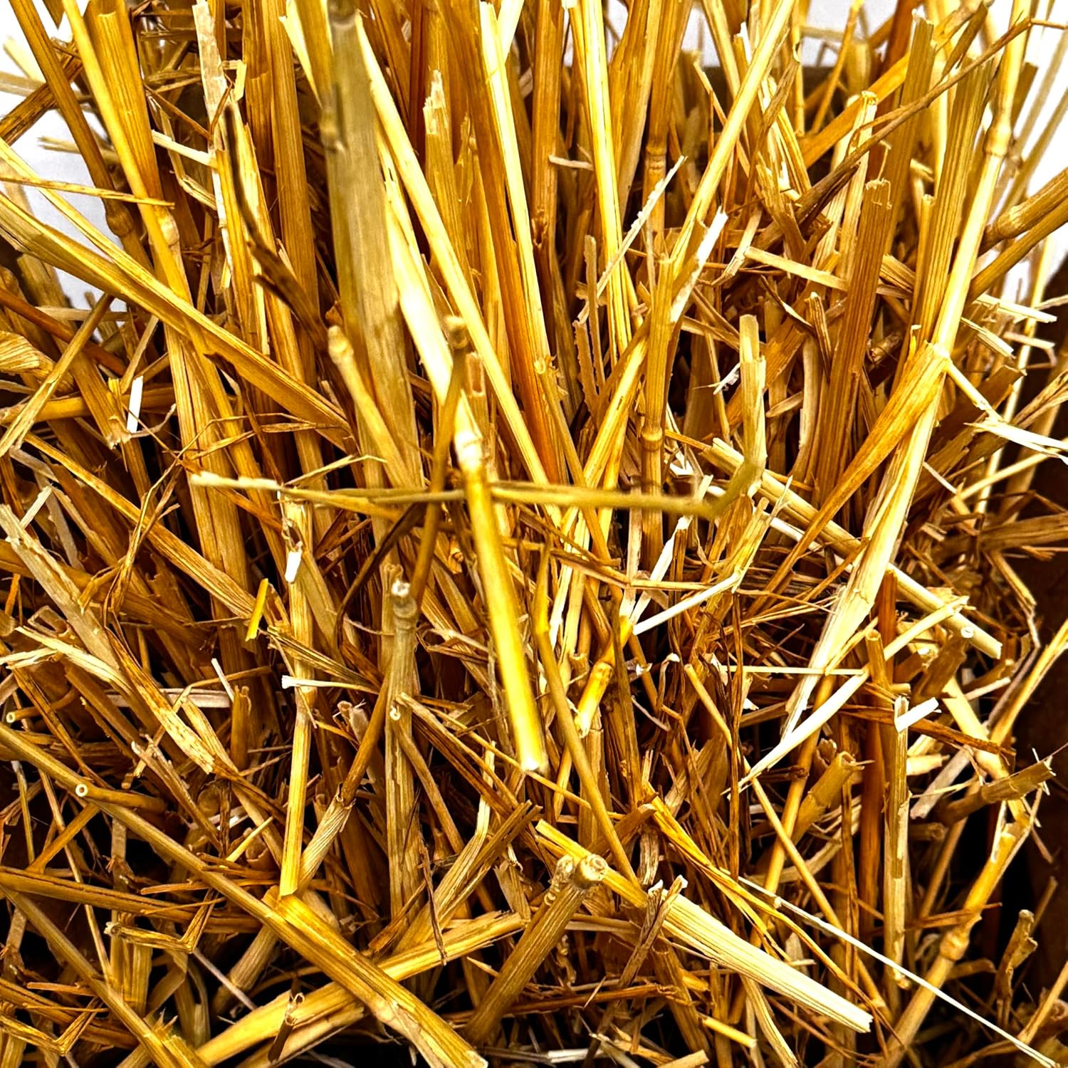 Wheat Straw for Cat Shelter Bedding 8 Quarts (1.5 lbs) Fresh Raw USA Wheatstraw from Local Washington State Farm and Bonus 8g Catnip with Silvervine – Box Stuffed for Outdoor Feral or Indoor Pet Hay