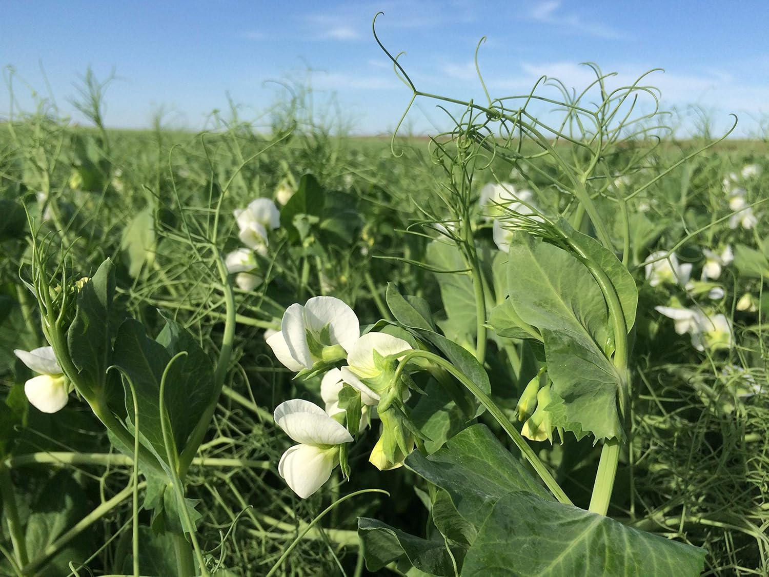 5lbs Austrian Winter Pea Seeds Peas Open Pollinated Cover Crop Forage Deer Food Plot 5 Pounds Seed by JL Missouri Parts