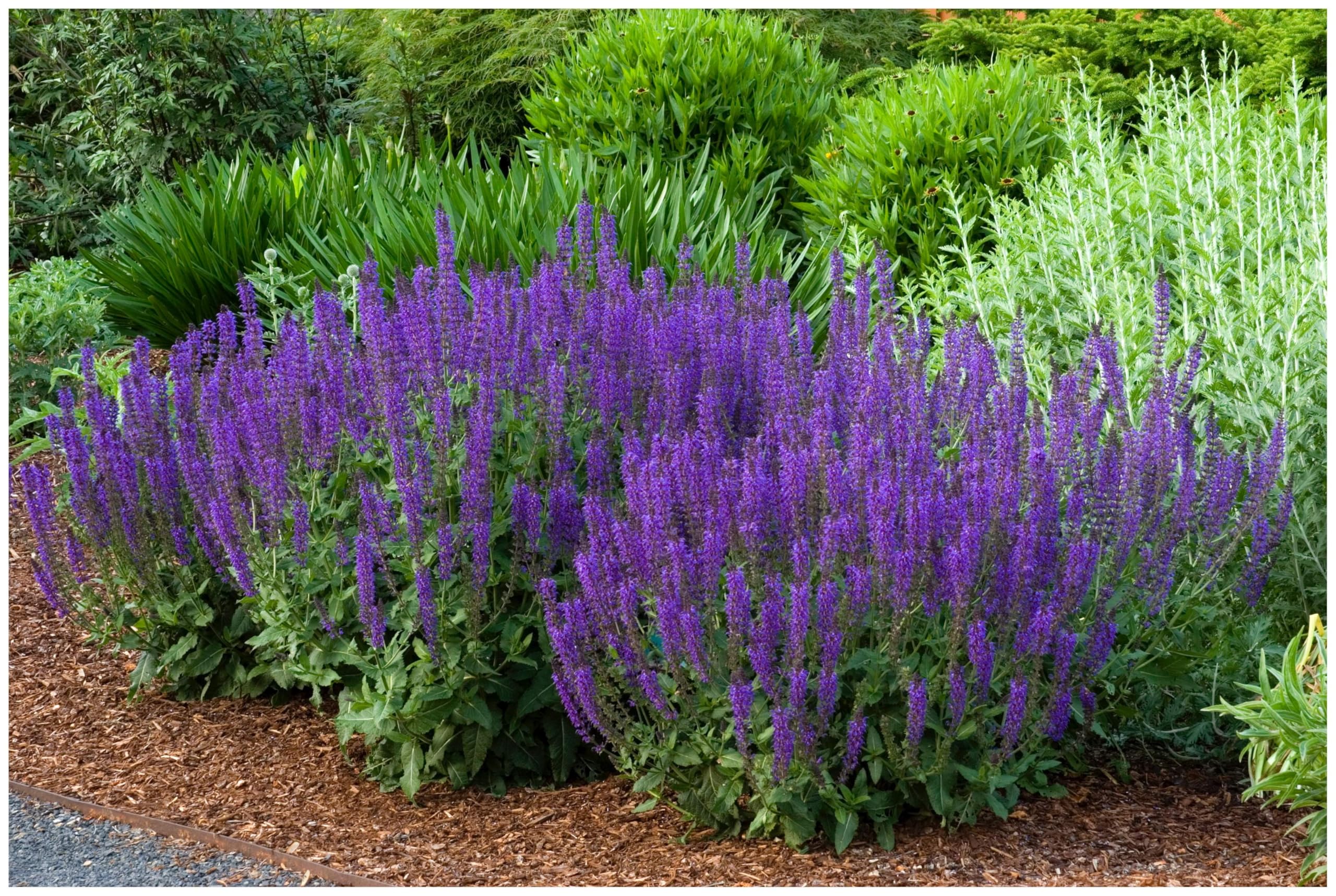 Stauden Gänge 10 x Salvia sylvestris 'Mainacht' im 1 Liter Topf (Staude/Stauden/Winterhart/Mehrjährig/) Blauer Pracht-Salbei - Tolle leuchtende Blüten - Dauerblüher - sehr Bienenfreundlich