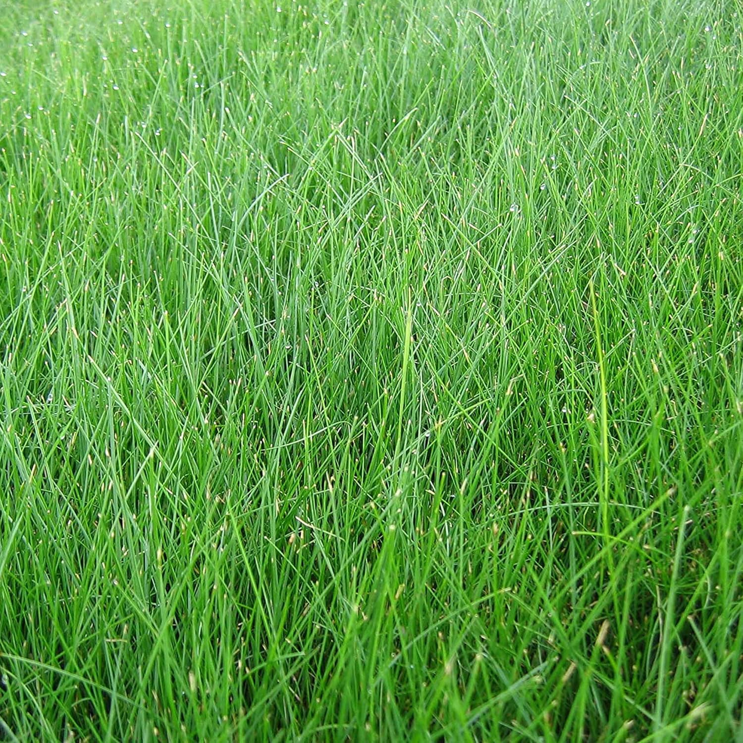 EZ Straw Lawn Repair Mix – Sun/Shade Blend – Combination Seed, Mulch, Fertilizer (28 lb. Covers 600 sq. ft.)