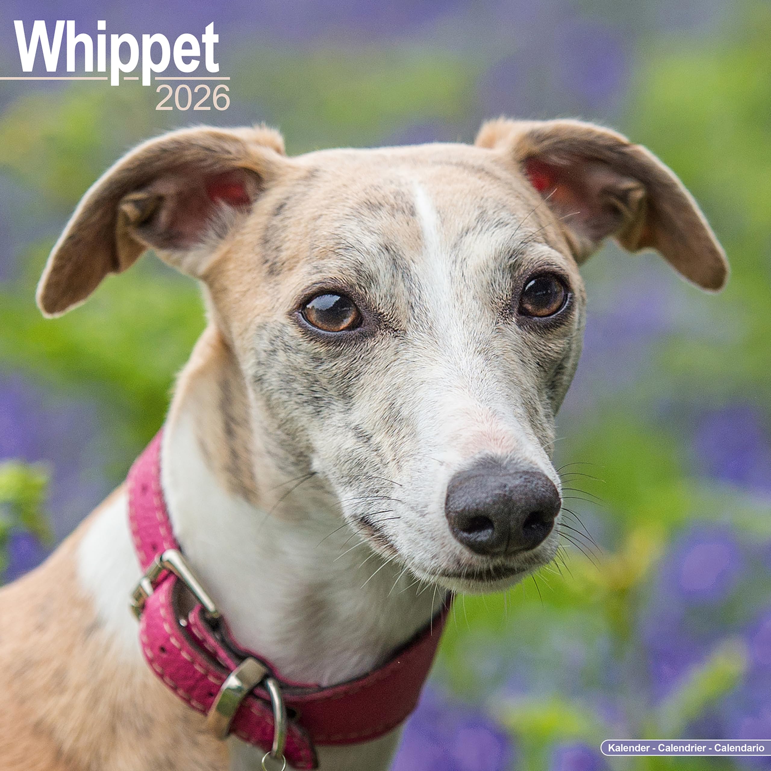 Whippet 2026 Calendar | Square Wall Calendar | Dog Breed Gift | Plastic Free Packaging | by Avonside Publishing