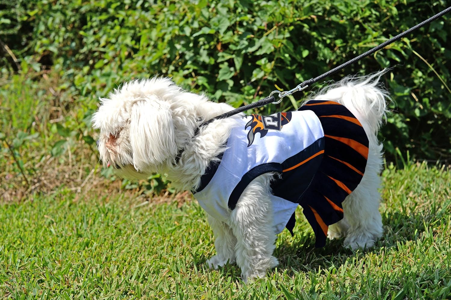 Pets First NBA Phoenix Suns Dog Cheerleader Dress, Small : Sports & Outdoors
