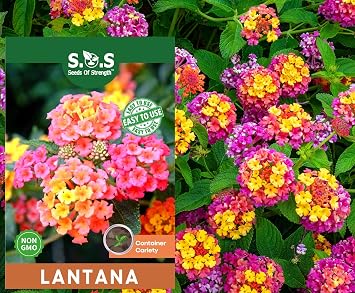 50 pcs Lantana Flower Seeds Colorful Perennial Seeds | Drought-Tolerant