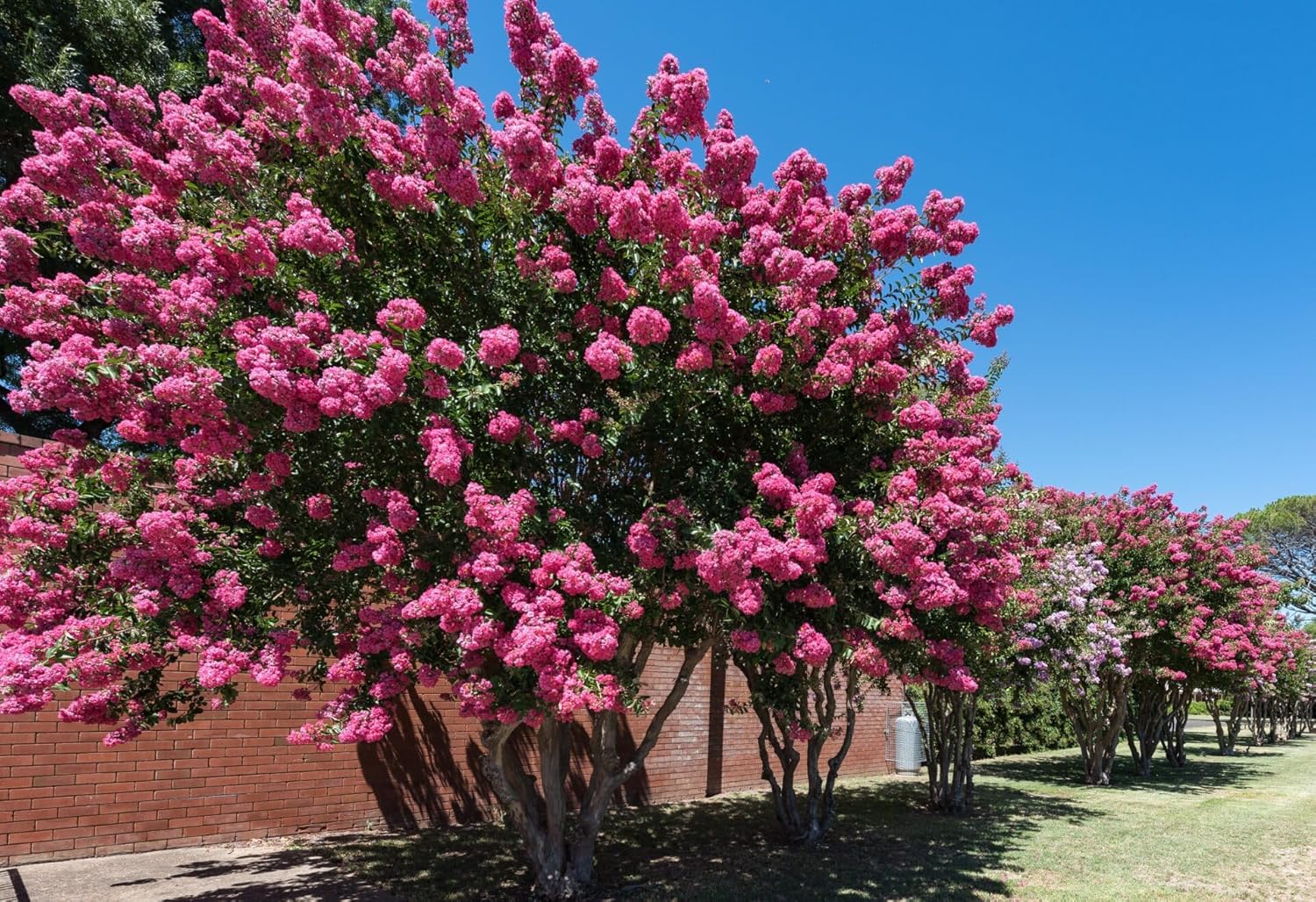 Comanche Crape Myrtle ~ Majestic Dark Coral Pink Blooms & Dark Green Leaves on a Fast-Growing Medium Tree, Matures 16ft+ Tall & 10ft+ Wide, Ships 2-4ft Tall Well-Rooted in Pot w/Soil